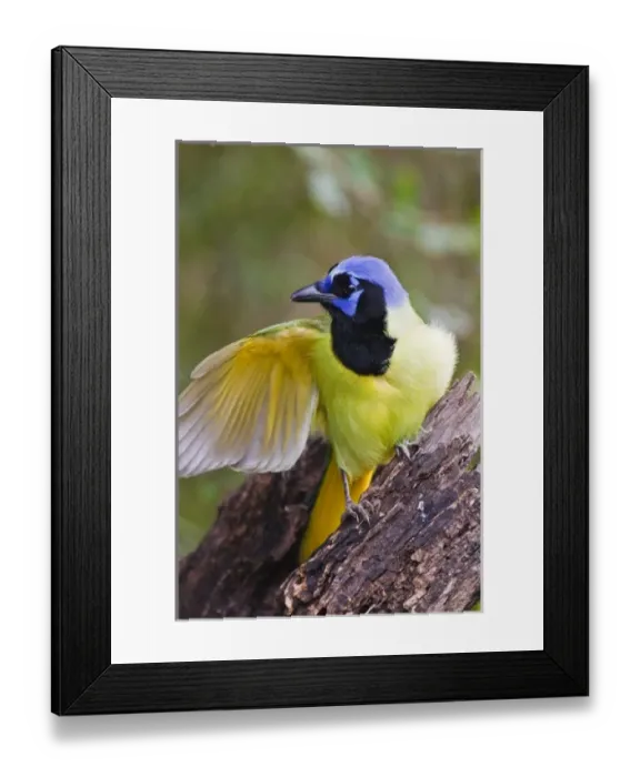 Framed Print : USA, North America, Texas Framed Print : USA, North America, Texas
