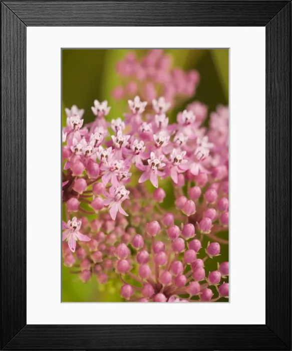 Framed Print : USA; North Carolina; Swamp milkweed blooming wild in the summer