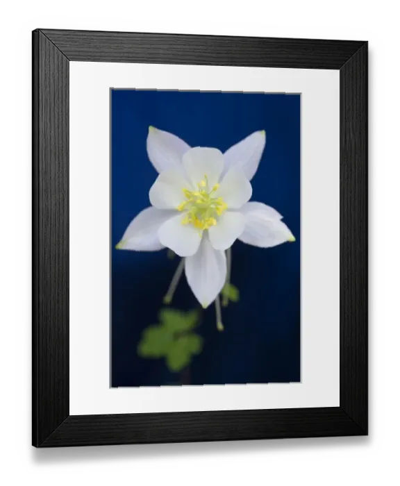 Framed Print : A closeup photo of a white Columbine (Aquilegia scopulorum) flower variety found Framed Print : A closeup photo of a white Columbine (Aquilegia scopulorum) flower variety found