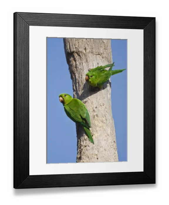 Framed Print : Brownsville, Cameron Co. Texas, USA, Green Parakeet (Aratinga holochlora) pair locatingl Framed Print : Brownsville, Cameron Co. Texas, USA, Green Parakeet (Aratinga holochlora) pair locatingl