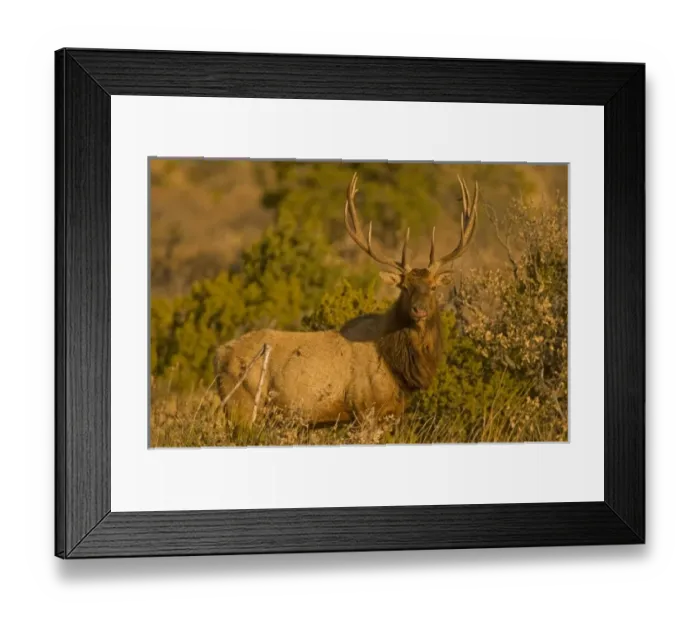 Framed Print : A large bull desert elk (Cervus elaphus) raw faced from feeding on prickly cactus Framed Print : A large bull desert elk (Cervus elaphus) raw faced from feeding on prickly cactus