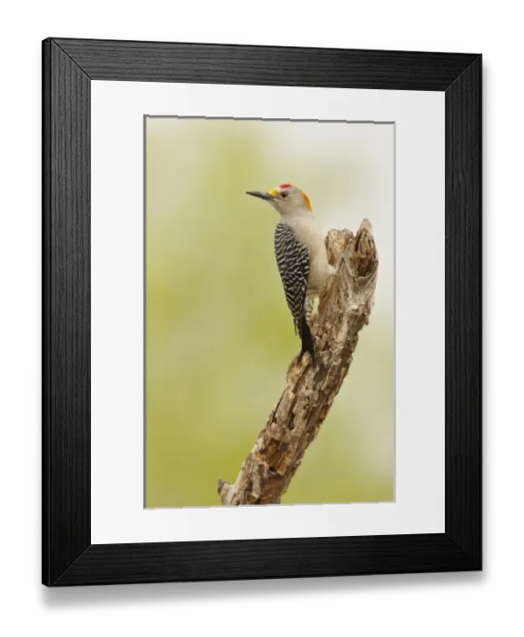 Framed Print : USA, North America, Texas