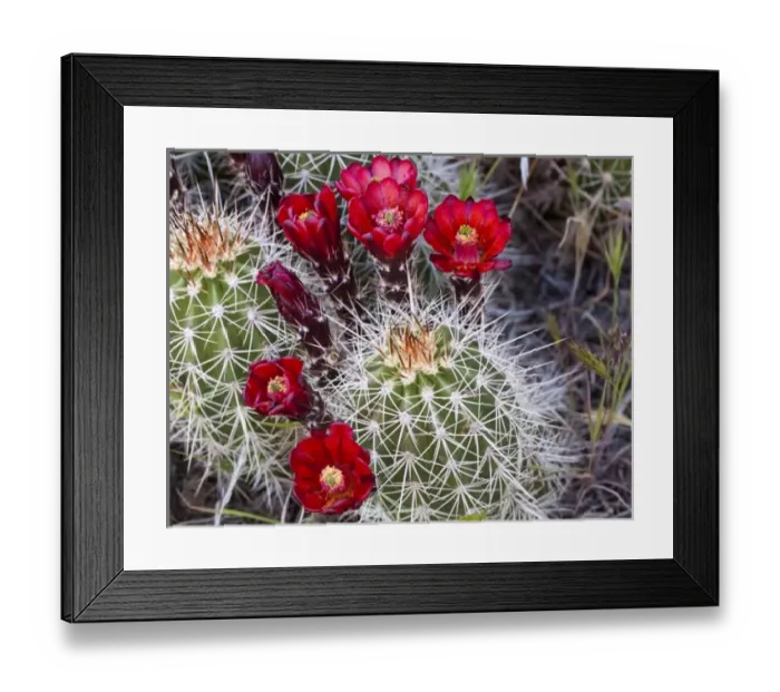 Framed Print : Claret Cup cactus blooms in desert setting near Zion National Park in Utah Framed Print : Claret Cup cactus blooms in desert setting near Zion National Park in Utah