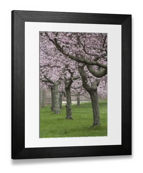Framed Print : USA, New York, East Hampton. Cherry trees in the spring in Amagansett Framed Print : USA, New York, East Hampton. Cherry trees in the spring in Amagansett