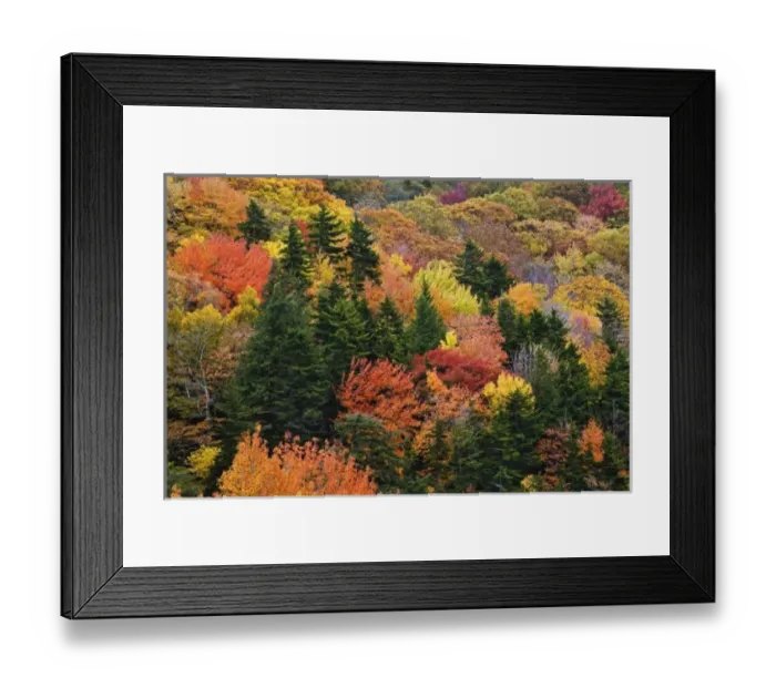 Framed Print : Fall colors in the southern Appalachian Mountains near Grandfather Mountain, North Framed Print : Fall colors in the southern Appalachian Mountains near Grandfather Mountain, North