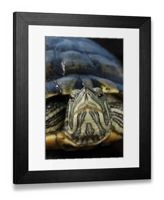 Framed Print : Cumberland Slider (Trachemys scripta troostii) Native to Cumberland and Tennessee River Framed Print : Cumberland Slider (Trachemys scripta troostii) Native to Cumberland and Tennessee River