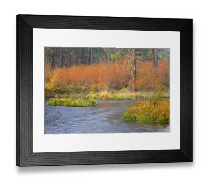 Framed Print : USA, Oregon, Metolius River. Fall colors line bank of popular trout stream Framed Print : USA, Oregon, Metolius River. Fall colors line bank of popular trout stream