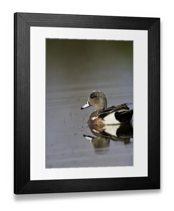 Framed Print : American Widgeon, Anas americana, Welder flats, Texas