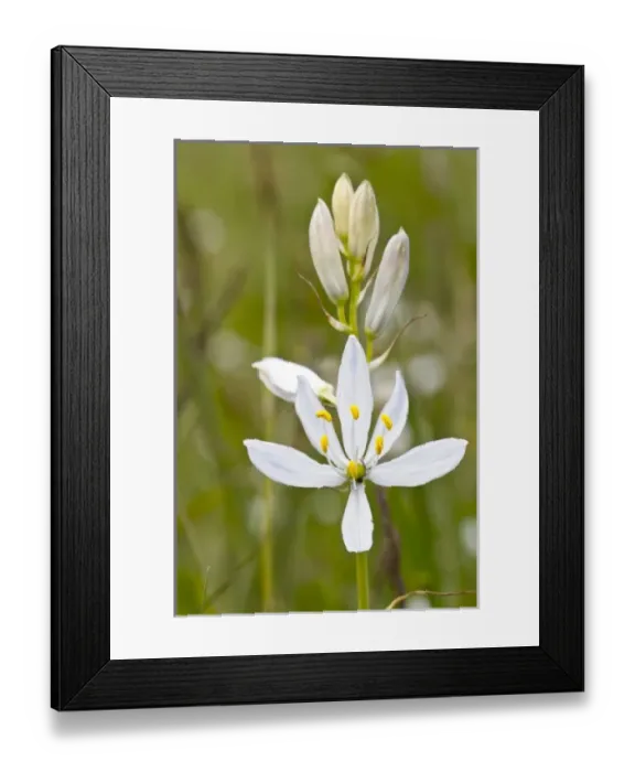 Framed Print : USA, North America, Oregon