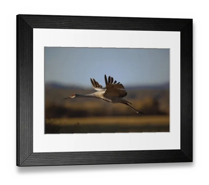 Framed Print : Sandhill Crane in flight, Grus canadensis, Bosque Del Apache National Wildlife Refuge Framed Print : Sandhill Crane in flight, Grus canadensis, Bosque Del Apache National Wildlife Refuge