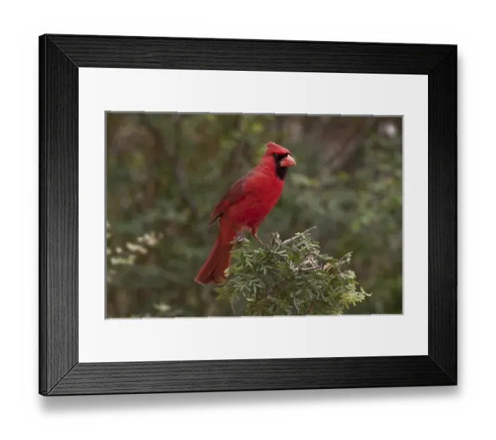 Framed Print : Santa Clara Ranch, Rio Grande Valley, McCook, Texas, USA. Northern Cardinal, Cardinalis cardinalis Framed Print : Santa Clara Ranch, Rio Grande Valley, McCook, Texas, USA. Northern Cardinal, Cardinalis cardinalis