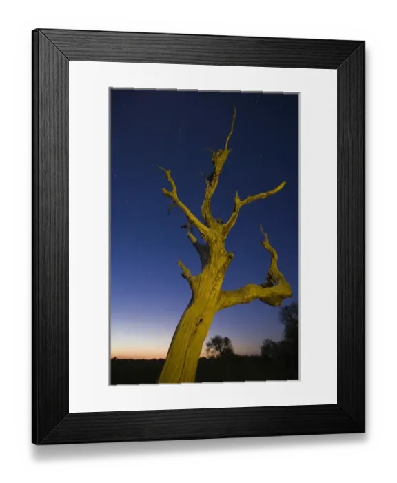 Framed Print : Tree, stars, and nightfall, Coastal Bend, Texas Framed Print : Tree, stars, and nightfall, Coastal Bend, Texas