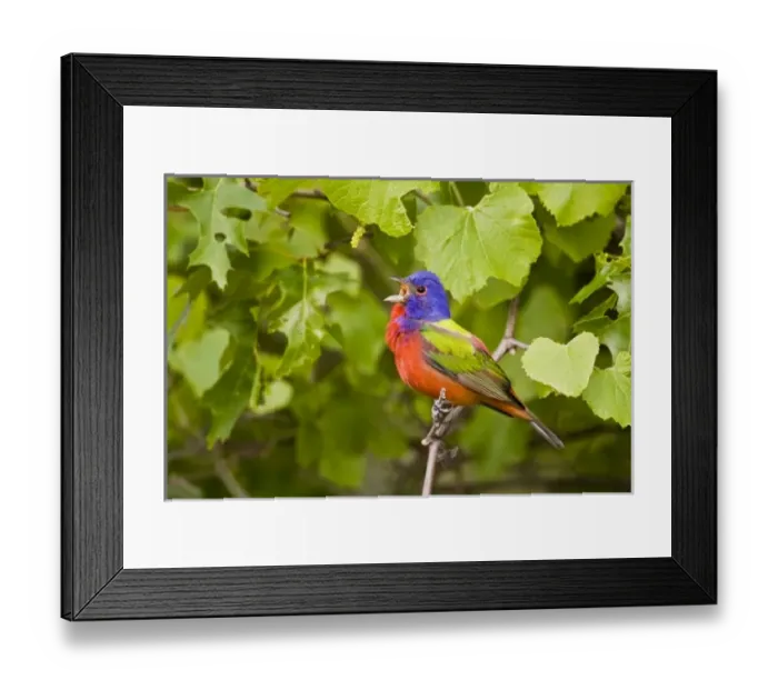 Framed Print : USA, North America, Texas