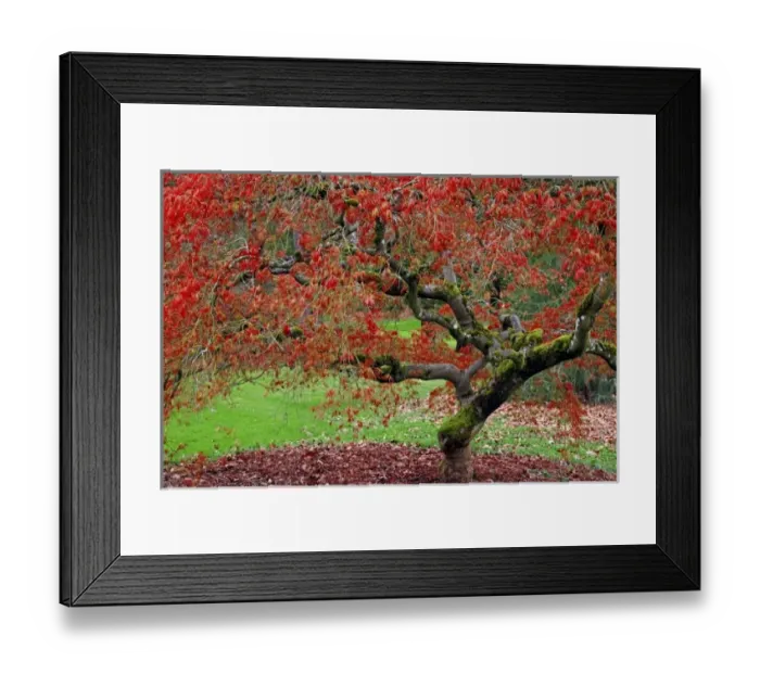 Framed Print : USA, Washington, Seattle. Japanese maple tree in the Washington Park Arboretum. Credit as Framed Print : USA, Washington, Seattle. Japanese maple tree in the Washington Park Arboretum. Credit as