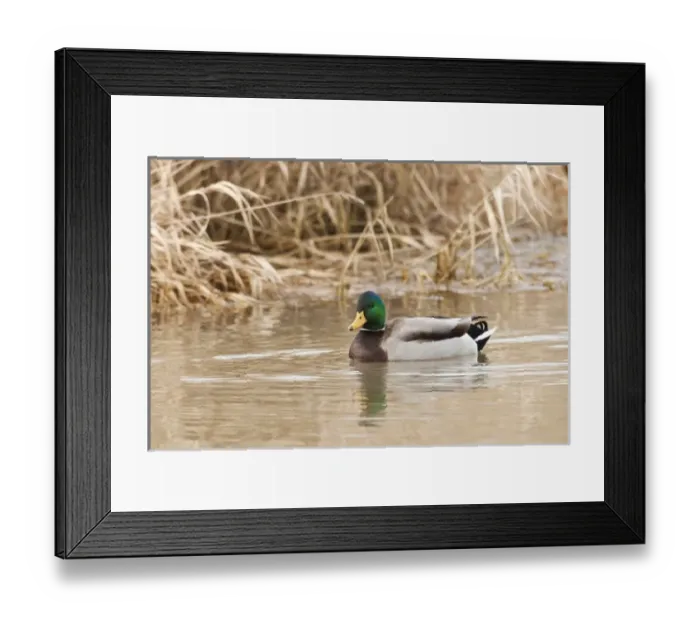 Framed Print : USA, North America, Oregon Framed Print : USA, North America, Oregon