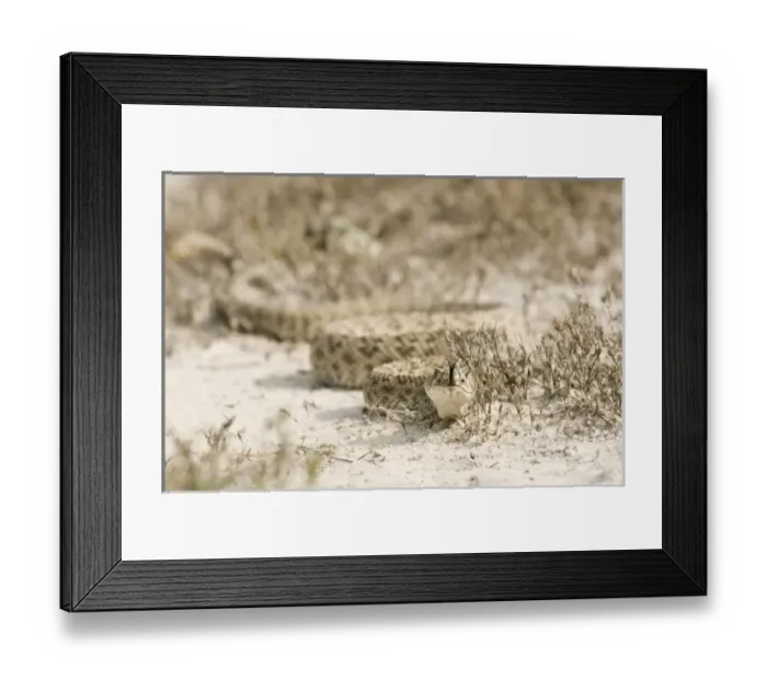 Framed Print : USA, North America, Texas