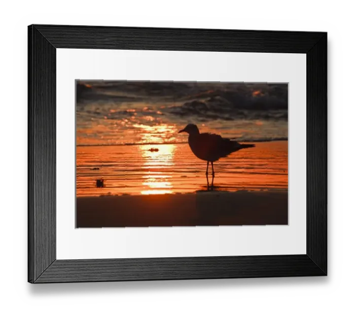 Framed Print : Laughing Gull (Larus atricilla) silhouetted against the sunrise on South Padre Island Framed Print : Laughing Gull (Larus atricilla) silhouetted against the sunrise on South Padre Island