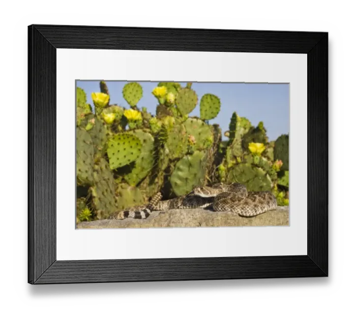 Framed Print : USA, North America, Texas Framed Print : USA, North America, Texas