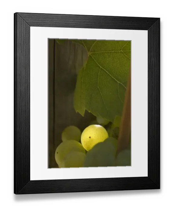 Framed Print : Light spotlights a single grape of cluster with leaf in Adelsheim vineyard, Willamette Framed Print : Light spotlights a single grape of cluster with leaf in Adelsheim vineyard, Willamette