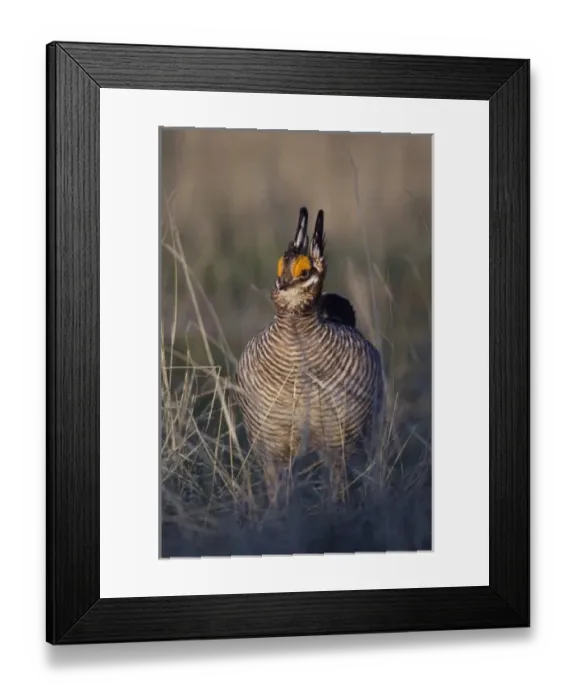 Framed Print : Lesser Prairie-Chicken, Tympanuchus pallidicinctus, male on lek displaying, Canadian Framed Print : Lesser Prairie-Chicken, Tympanuchus pallidicinctus, male on lek displaying, Canadian