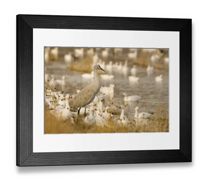 Framed Print : USA, North America, New Mexico Framed Print : USA, North America, New Mexico