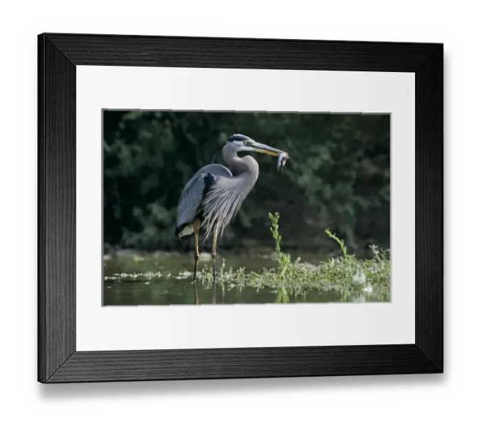 Framed Print : USA, North America, Texas