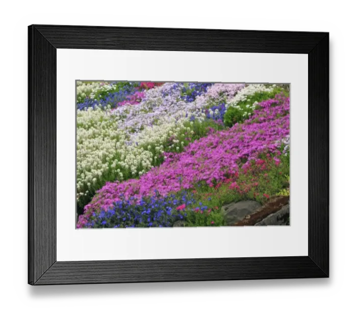 Framed Print : USA, Oregon, Portland. Spring blooms of candytuft, sweet alyssum, Grace Ward and phlox flowers