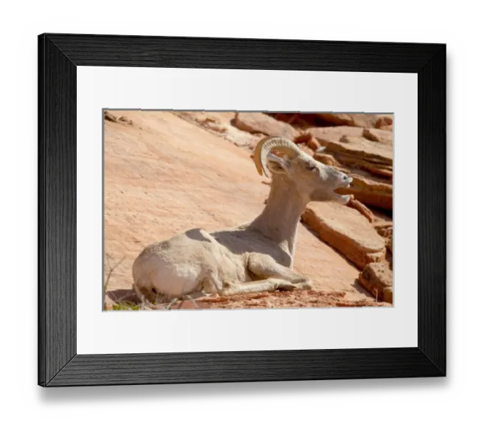 Framed Print : Desert Bighorn sheep yawning (Ovis canadensis nelsoni). Zion National Park, Utah Framed Print : Desert Bighorn sheep yawning (Ovis canadensis nelsoni). Zion National Park, Utah