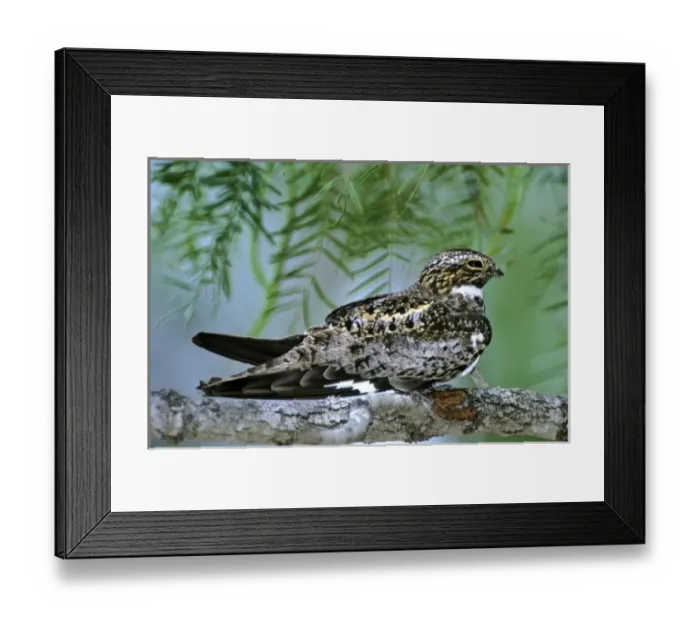 Framed Print : USA, Texas, Rio Grande Valley, McAllen. Common nighthawk perched on mesquite tree branch Framed Print : USA, Texas, Rio Grande Valley, McAllen. Common nighthawk perched on mesquite tree branch