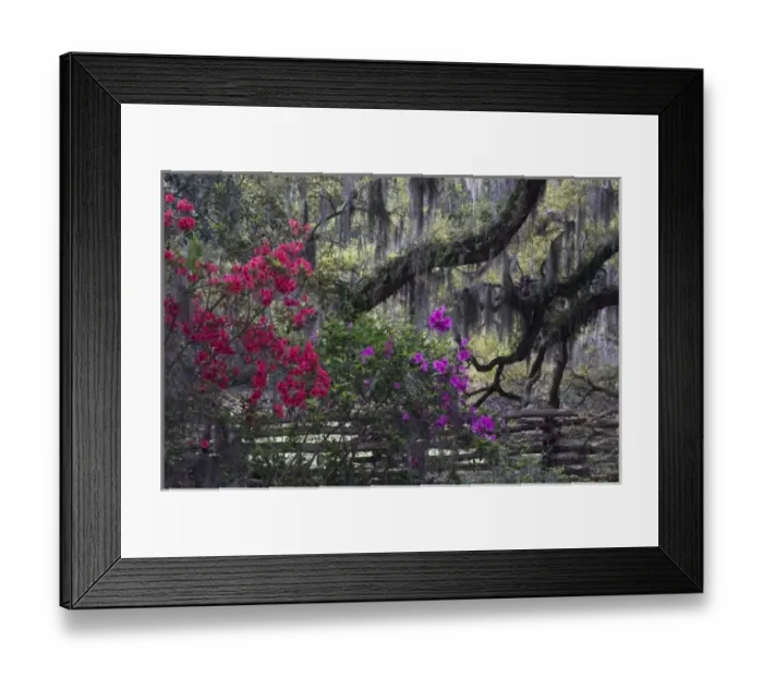 Framed Print : USA, North America, South Carolina Framed Print : USA, North America, South Carolina