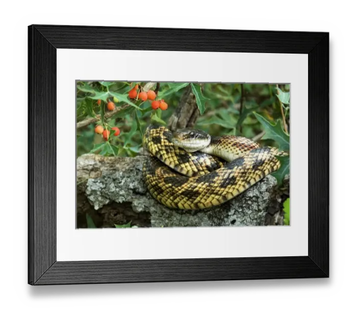Framed Print : USA, North America, Texas Framed Print : USA, North America, Texas