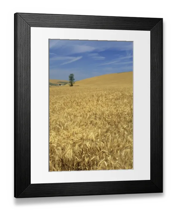 Framed Print : USA, North America, Oregon