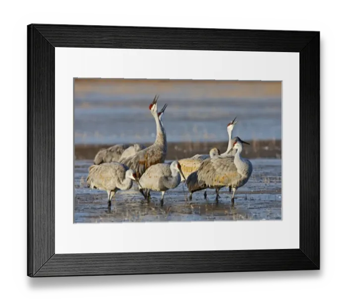 Framed Print : Sandhill Cranes (Grus canadensis) calling before leaving frozen roost pond at Bosque Framed Print : Sandhill Cranes (Grus canadensis) calling before leaving frozen roost pond at Bosque