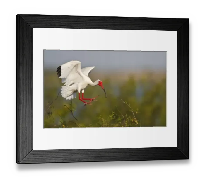 Framed Print : White Ibis (Eudocimus albus) adults landing in nest colony, Laguna Madre, Texas, USA