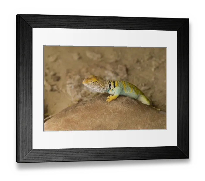 Framed Print : Collared Lizard, Chaco Culture National Historical Park, New Mexico Framed Print : Collared Lizard, Chaco Culture National Historical Park, New Mexico