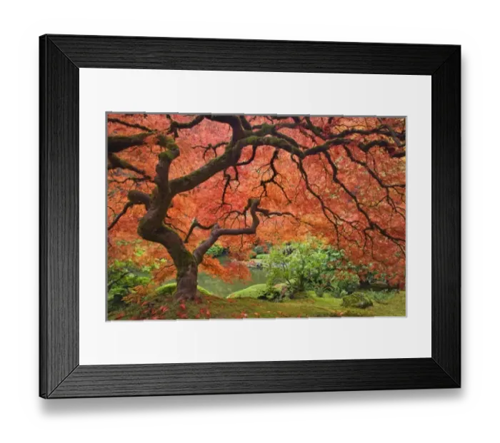 Framed Print : USA, Oregon, Portland. Japanese maple tree next to pond at Portland Japanese Garden Framed Print : USA, Oregon, Portland. Japanese maple tree next to pond at Portland Japanese Garden