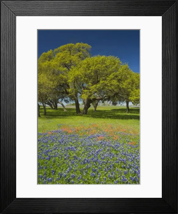 Framed Print : Blue Bonnets and Indian Paint Brush with backdrop of Oak Trees near Independance Texas Framed Print : Blue Bonnets and Indian Paint Brush with backdrop of Oak Trees near Independance Texas