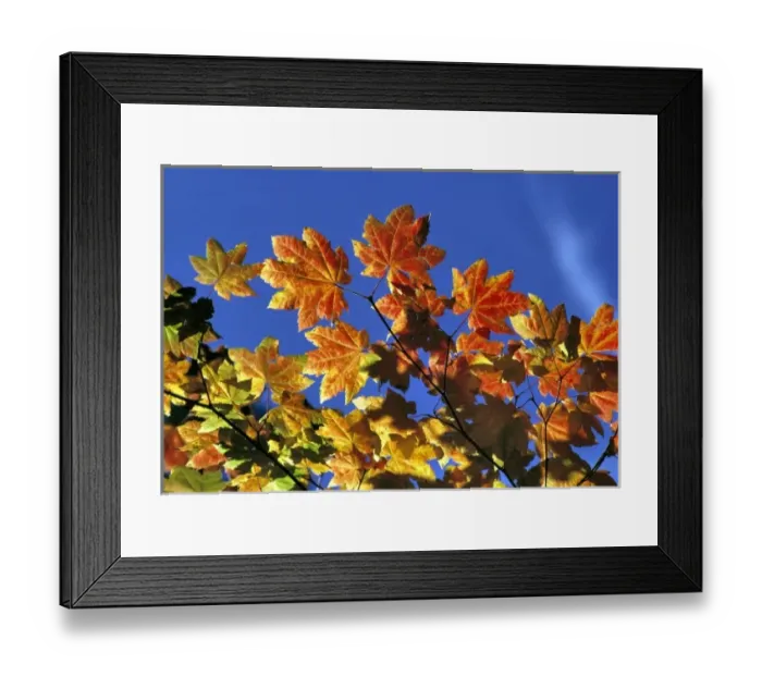 Framed Print : USA, Oregon, Cascades Range. Vine maple leaves offer a variety of color in the Cascades Framed Print : USA, Oregon, Cascades Range. Vine maple leaves offer a variety of color in the Cascades