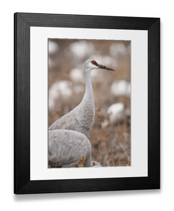 Framed Print : Bosque del Apache National Wildlife Refuge, Sandhill Crane (Grus canadensis) Framed Print : Bosque del Apache National Wildlife Refuge, Sandhill Crane (Grus canadensis)