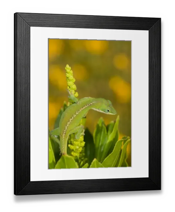 Framed Print : USA, North America, Texas Framed Print : USA, North America, Texas