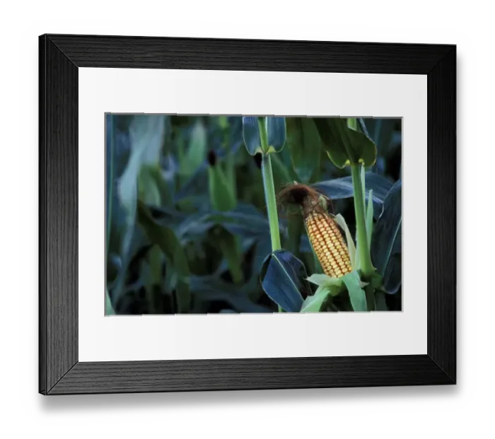 Framed Print : North America, United States, Vermont, Woodstock. Corn cob stalk