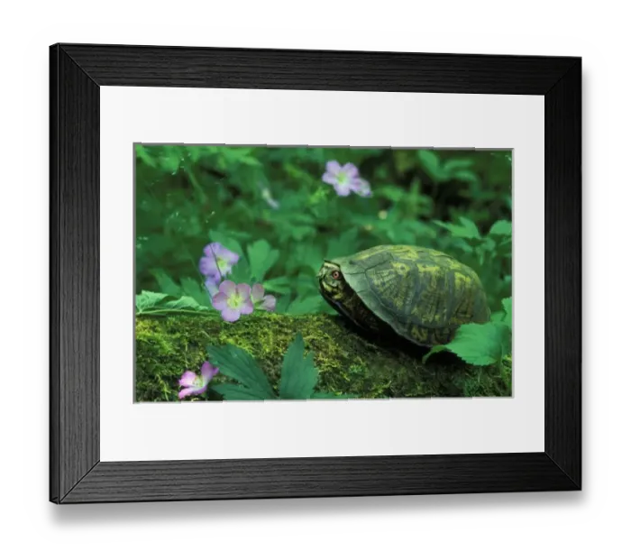 Framed Print : USA, Pennsylvania. Turtle on fallen log Framed Print : USA, Pennsylvania. Turtle on fallen log