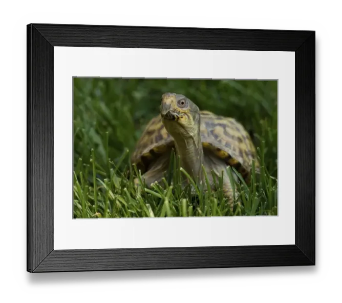 Framed Print : USA, North America, Virginia Framed Print : USA, North America, Virginia