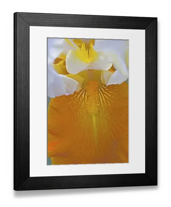 Framed Print : Flower Garden of Bearded Iris just north of Salem Oregon