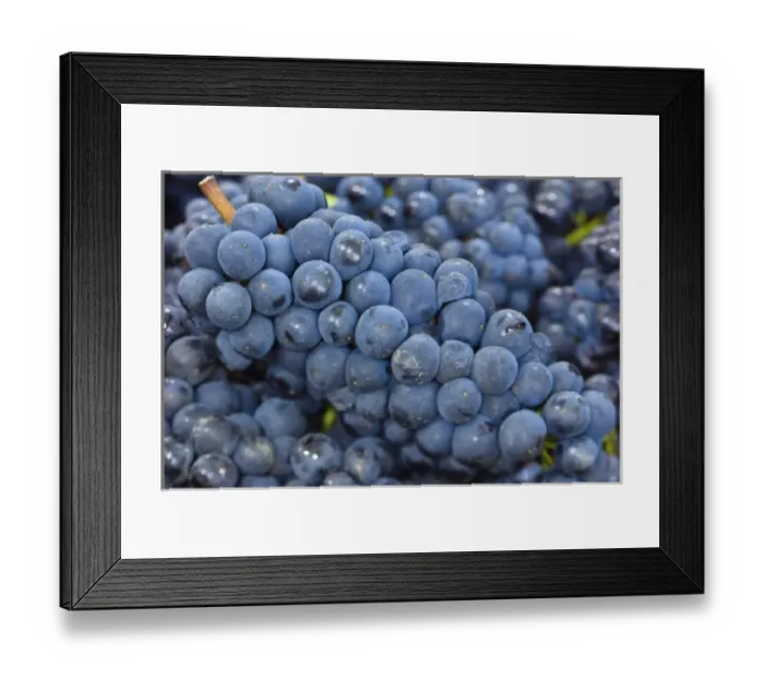 Framed Print : NA; USA; Oregon; Willamette; Pinot Noir; Grapes (Selective Focus) Framed Print : NA; USA; Oregon; Willamette; Pinot Noir; Grapes (Selective Focus)