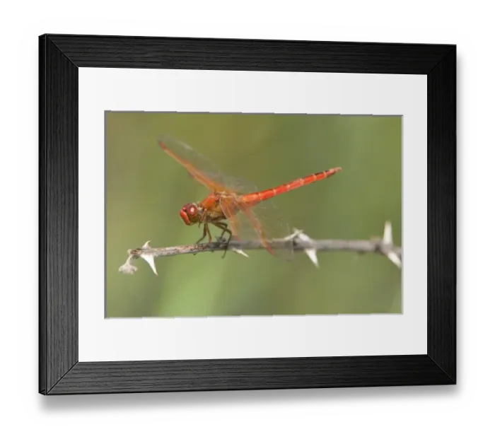 Framed Print : USA, North America, Texas Framed Print : USA, North America, Texas