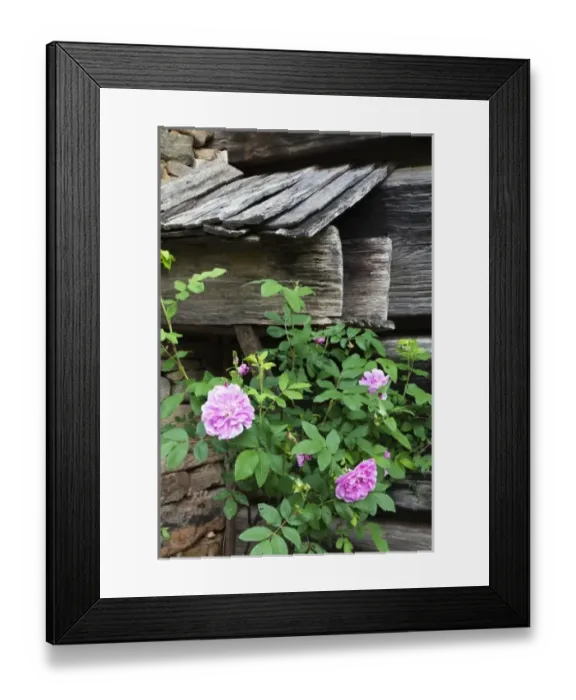 Framed Print : Mountain Farm Museum, Great Smoky Mountains National Park, North Carolina Framed Print : Mountain Farm Museum, Great Smoky Mountains National Park, North Carolina