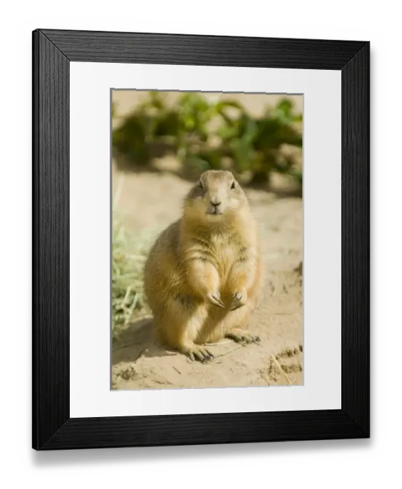Framed Print : USA, North America, New Mexico Framed Print : USA, North America, New Mexico