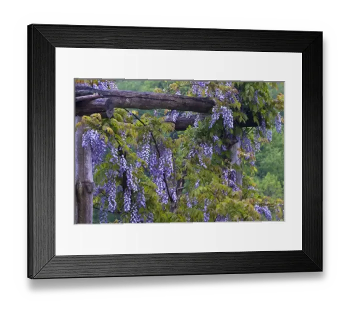 Framed Print : USA, Pennsylvania. Purple wisteria flowers hang on wooden trellis in garden