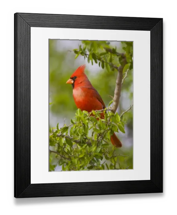 Framed Print : USA, North America, Texas